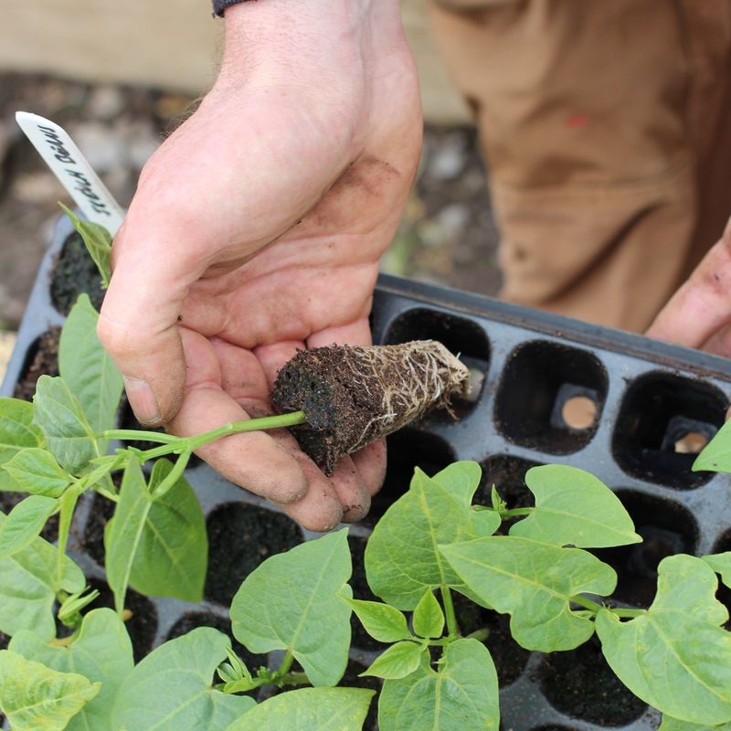 128 Cell PS Plastic Seedling Trays For Vegetable Nursery 0.8mm To 1.0mm Thick Plant Germination Trays
