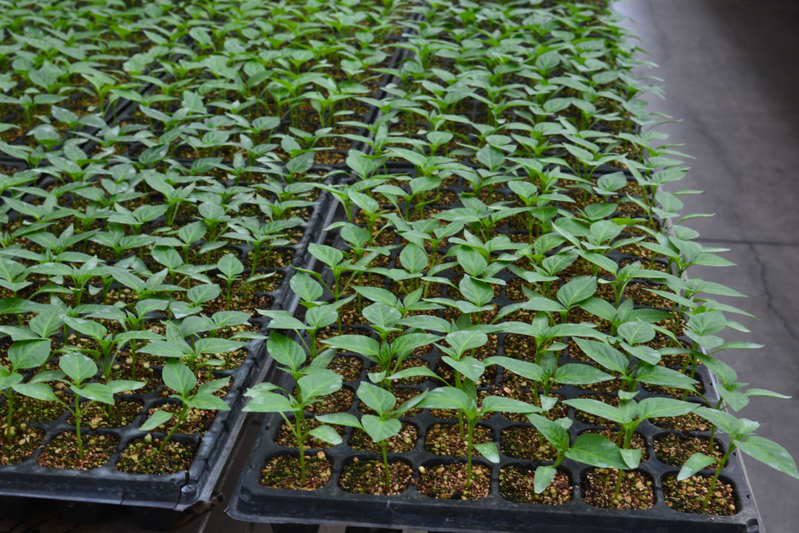 128 Cell PS Plastic Seedling Trays For Vegetable Nursery 0.8mm To 1.0mm Thick Plant Germination Trays