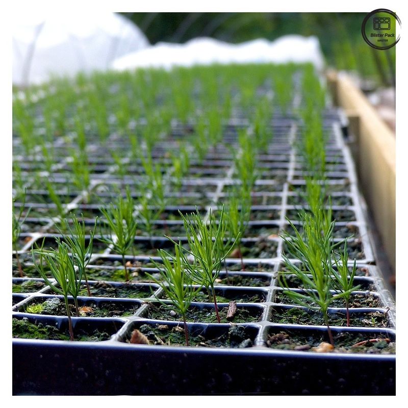 Durable Plug Seed Trays for Plant Propagation, 28/32/50/72/105/128/200/288 Cell Nursery Seedling Trays