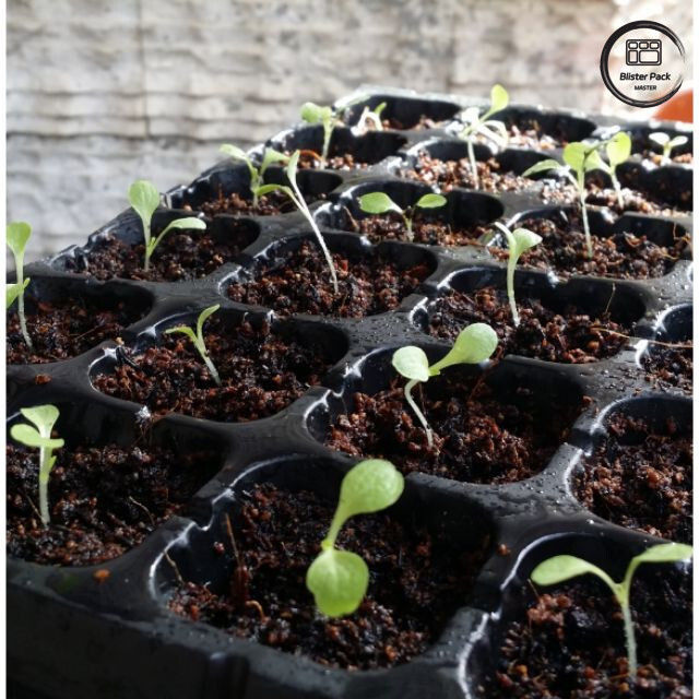 50-Hole Seedling Starter Tray, Hard Plastic Nursery Propagation Tray for Home Garden Planting