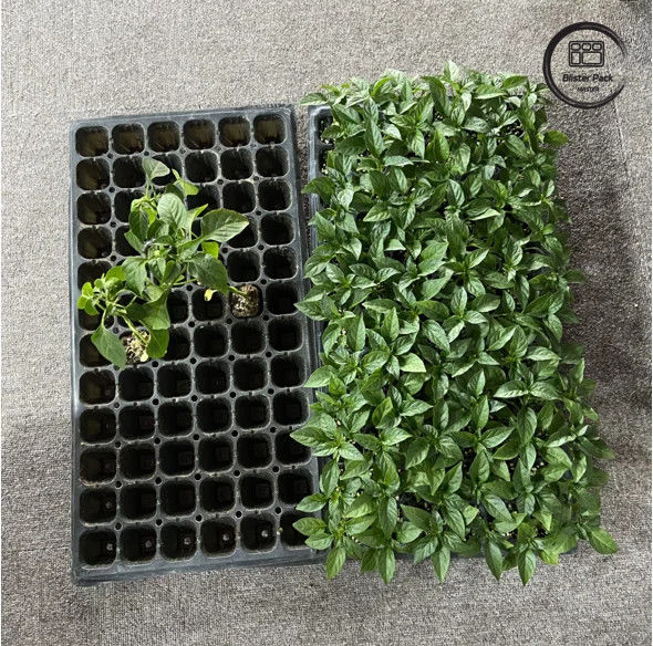 50 Cells Seeding Nursery Plug Tray Durable PS Material for Efficient Seedling Growth